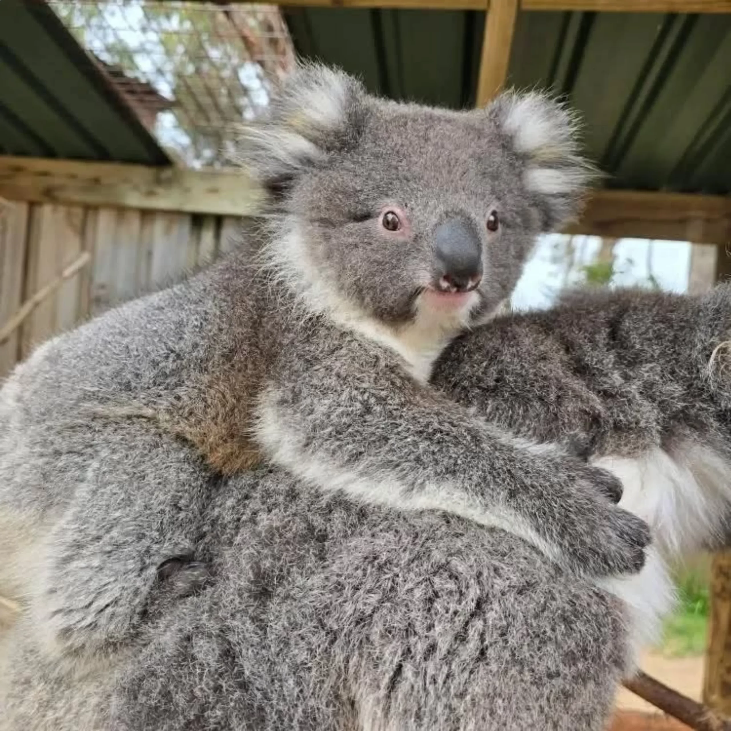 Australian animals, Phillip Island