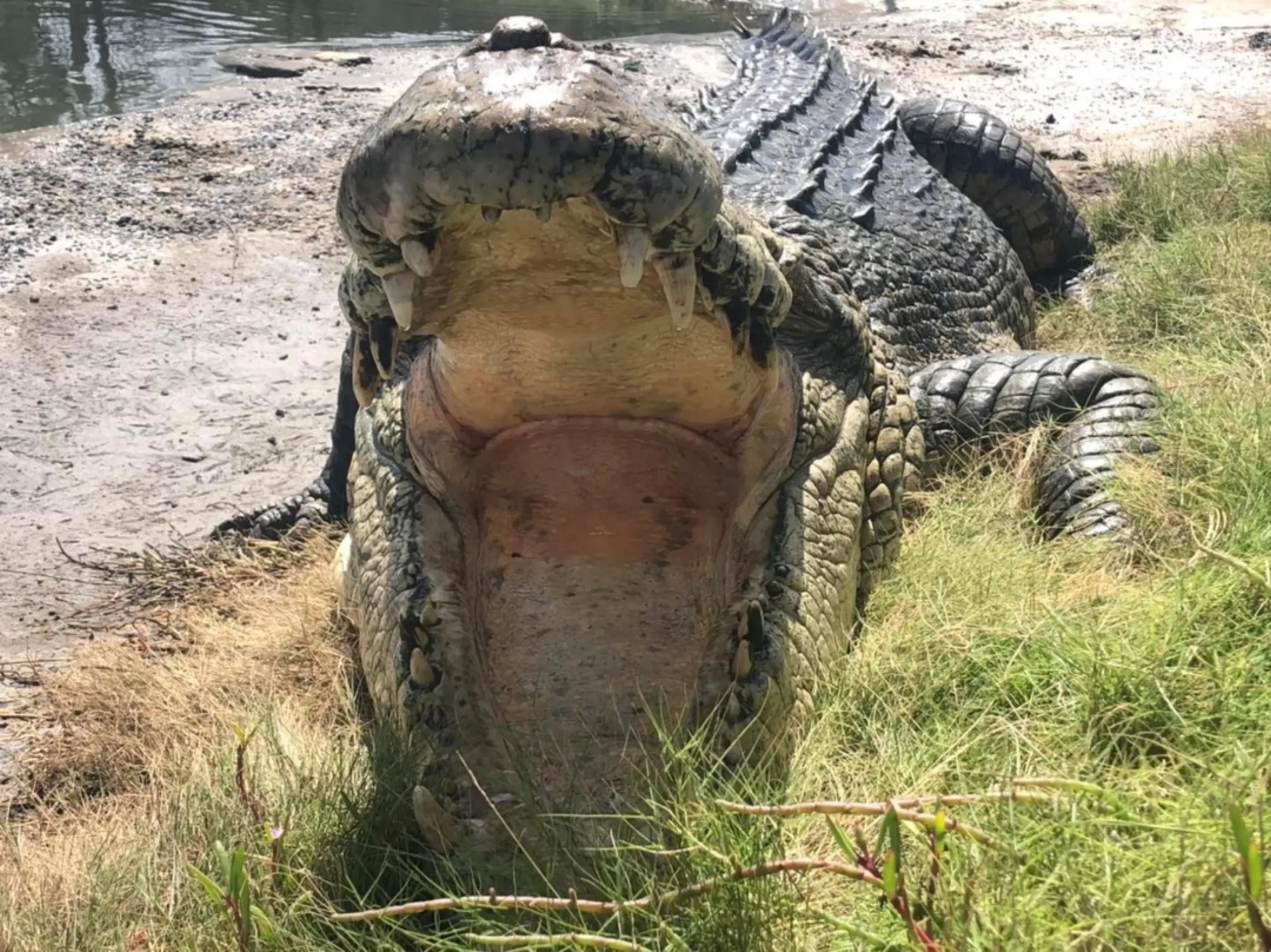 Nile Crocodile, Darwin