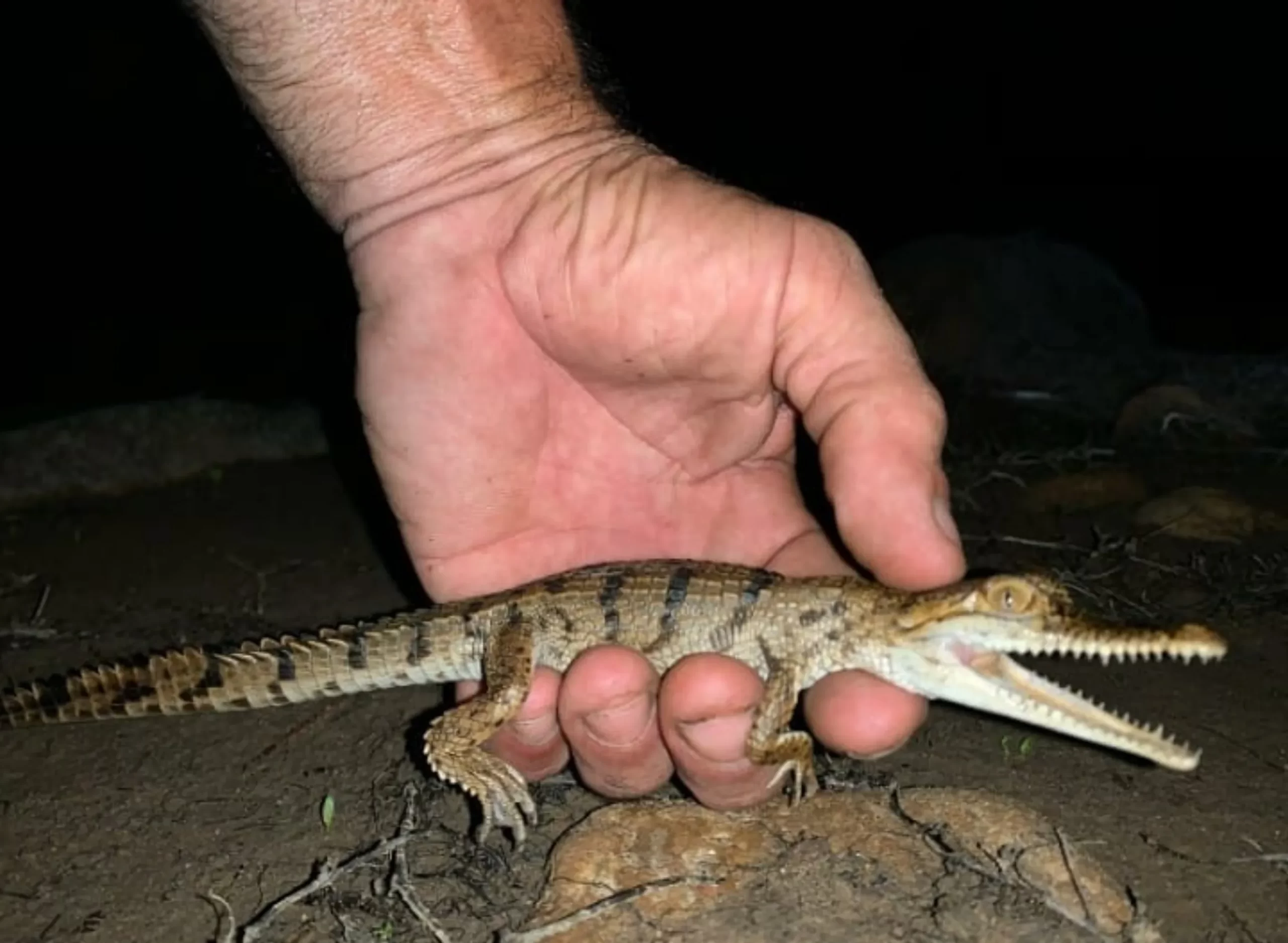 crocodile deity, Darwin