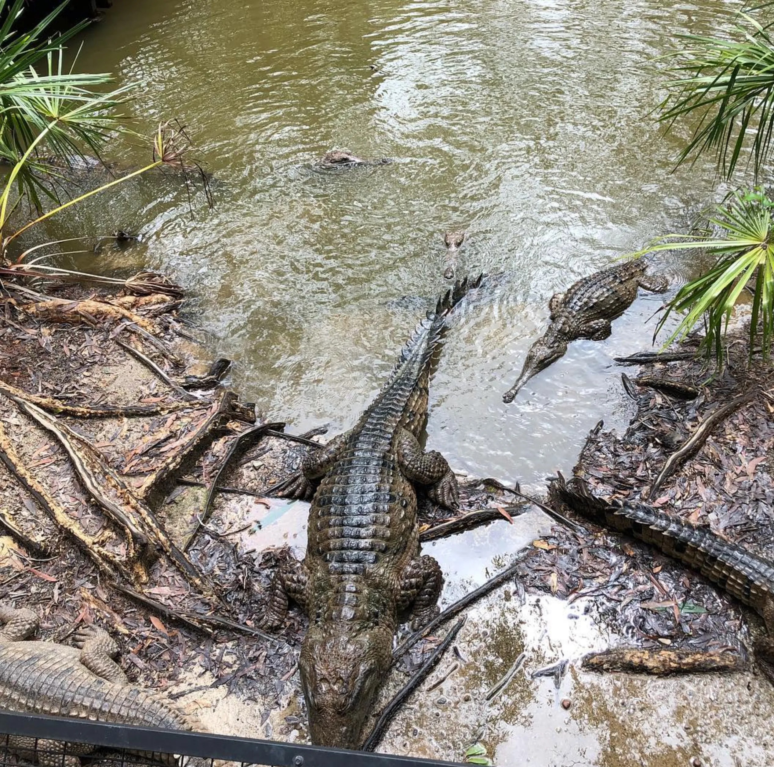 indeterminate growers, Darwin