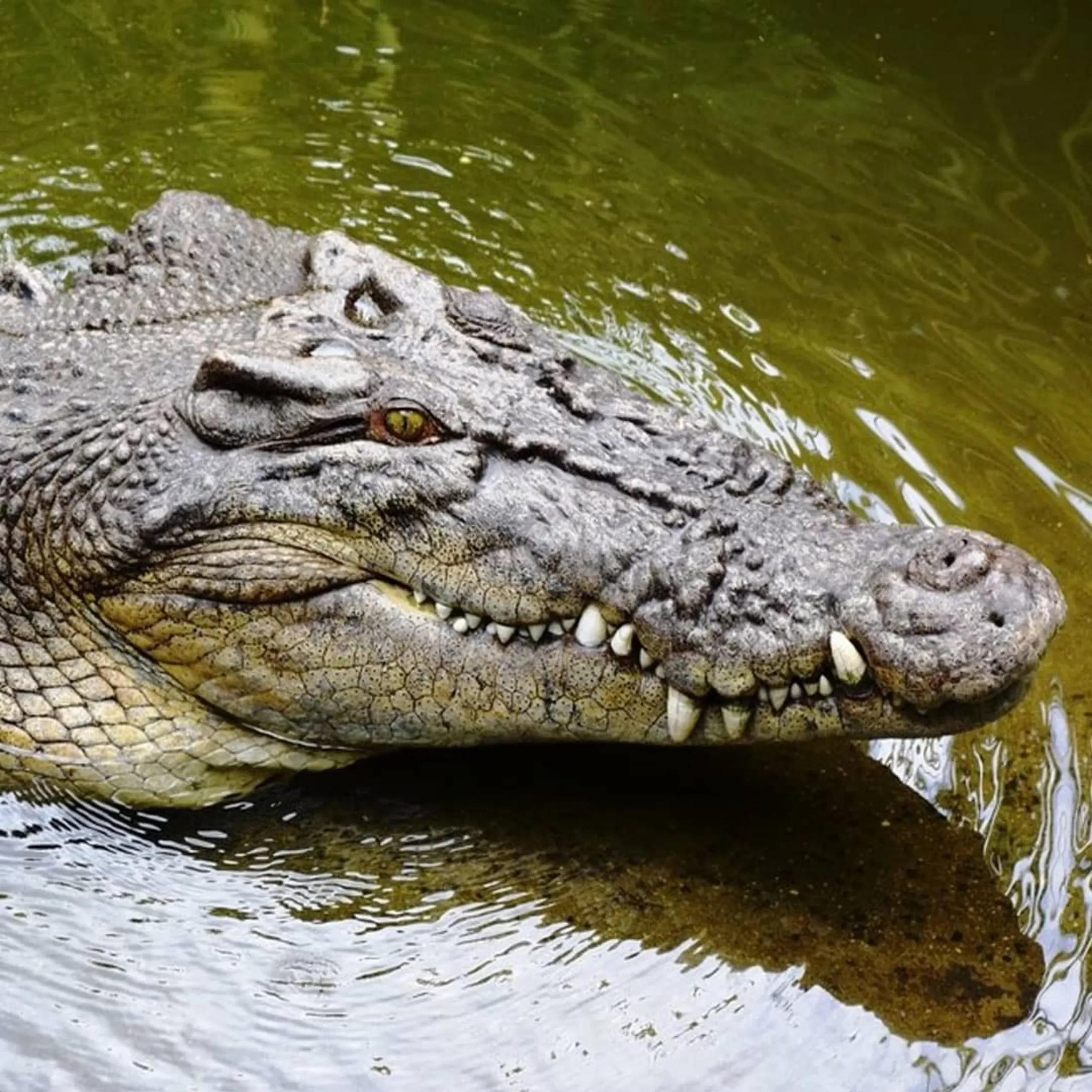 larger crocodiles, Darwin